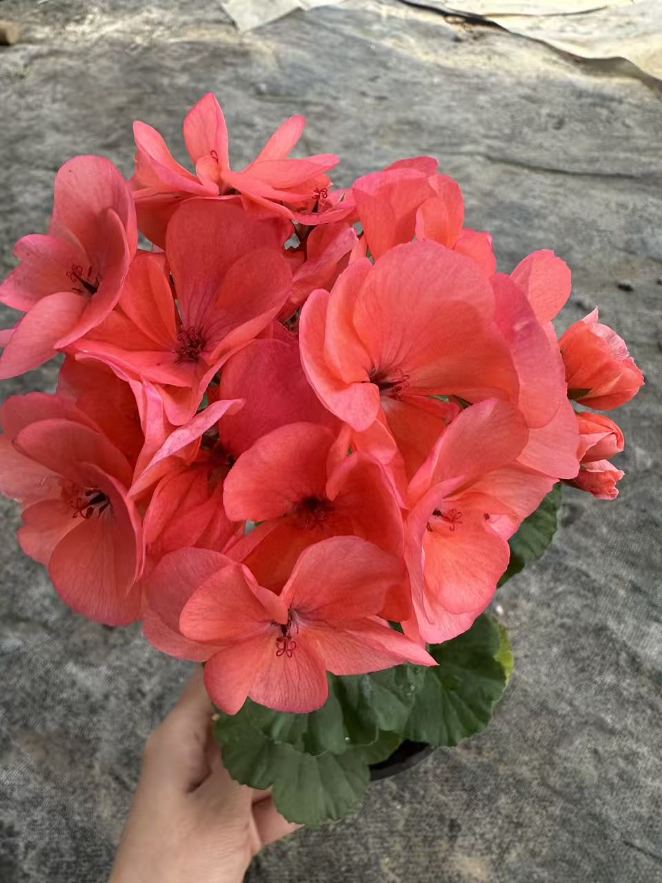 【魔法】直立天竺葵绿植