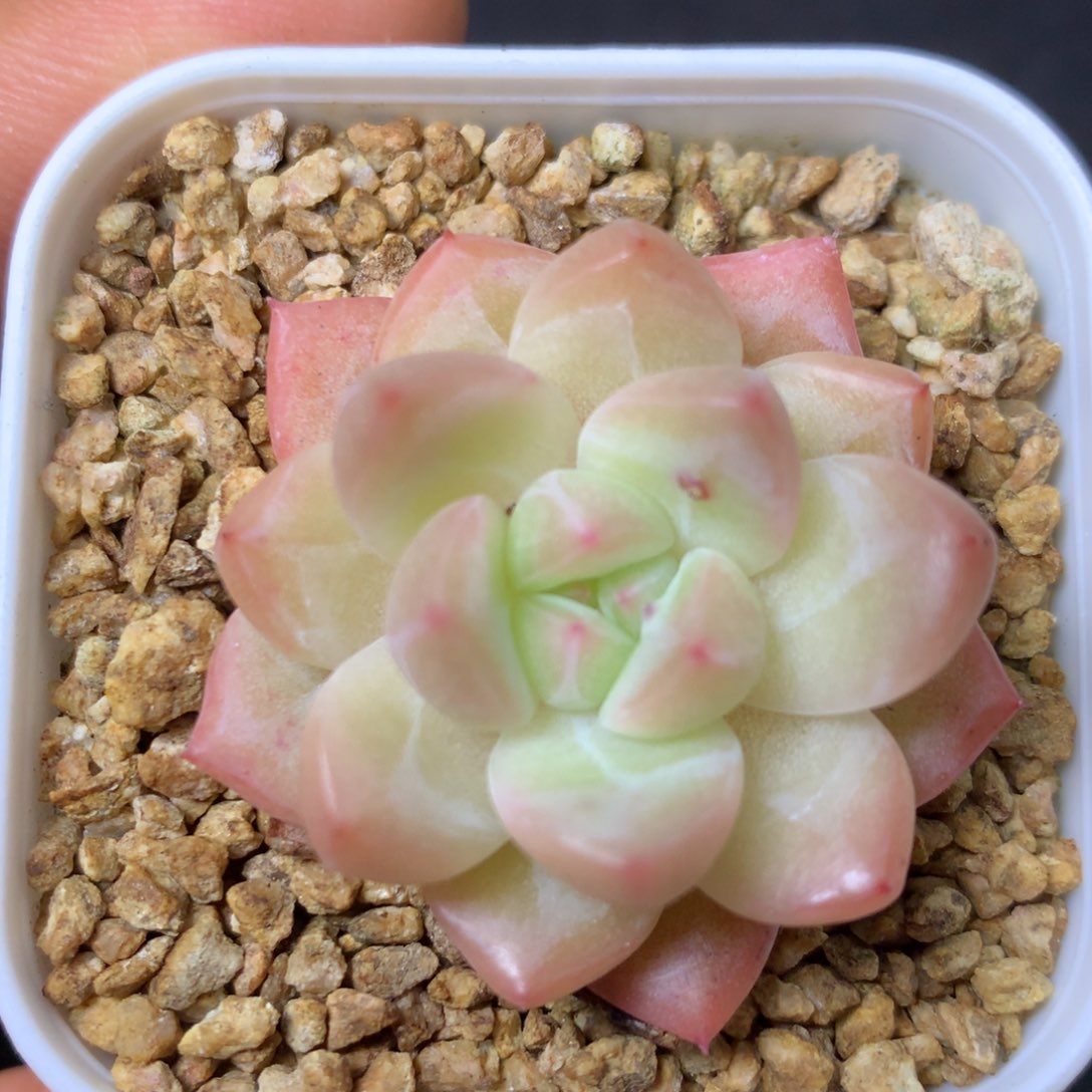 12 精品多肉一物一拍
