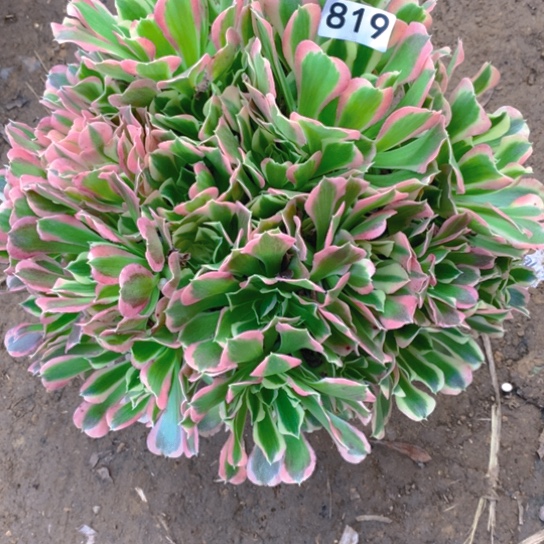 无花朵819多肉植物白凤
