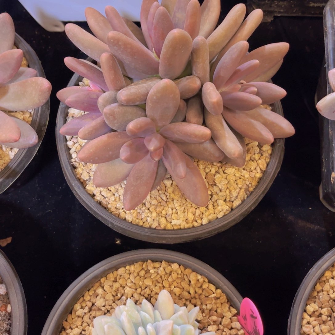 ?***比糖果美人多肉美美美的