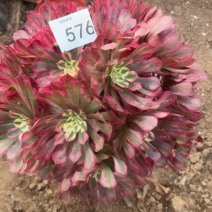 576号一物一拍1颗