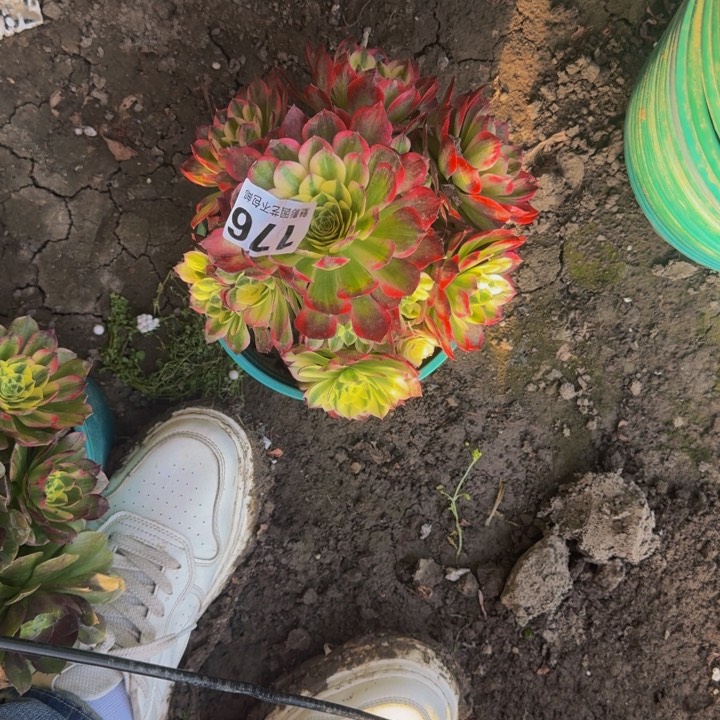 海王花27-13包邮花花