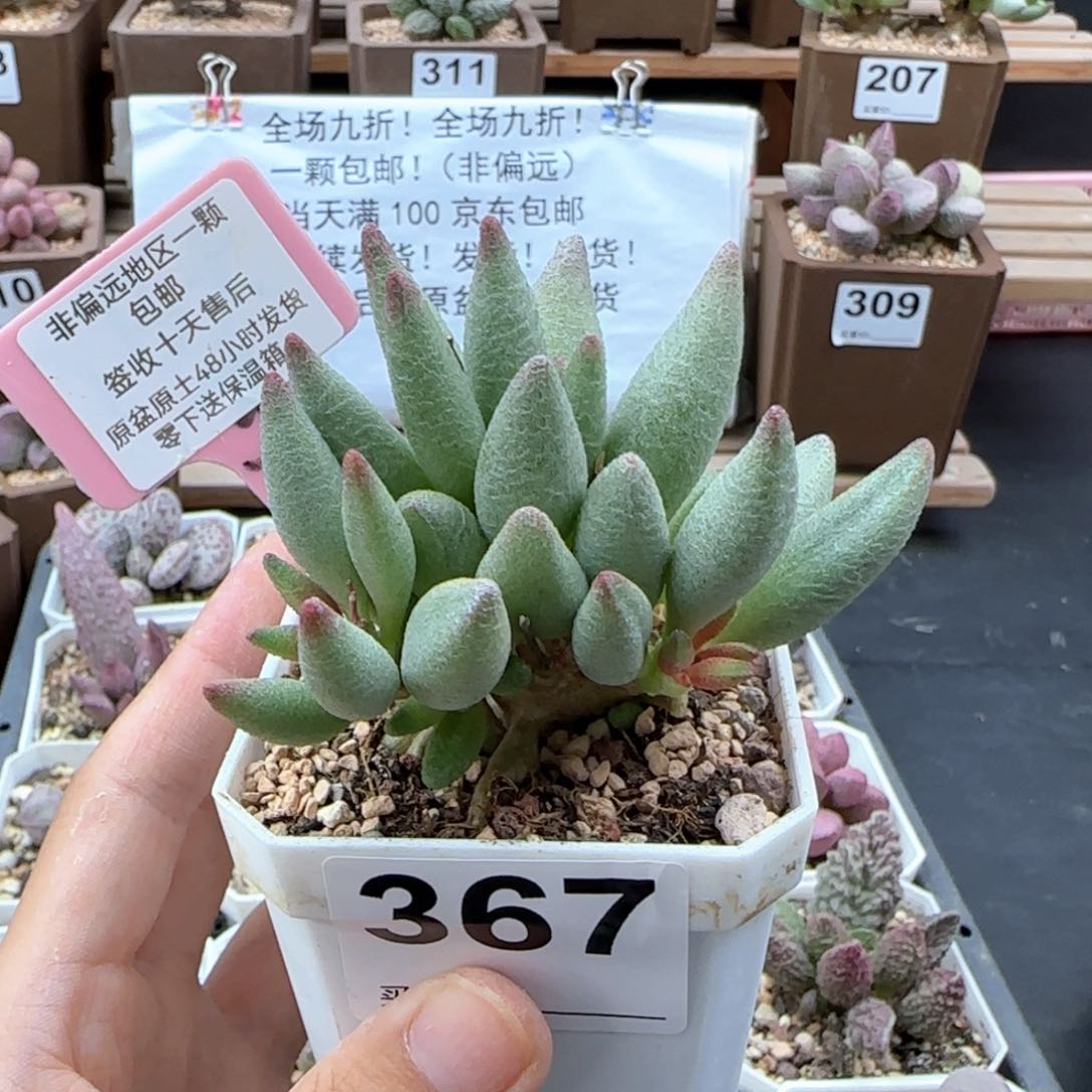 367大红嘴多肉植物