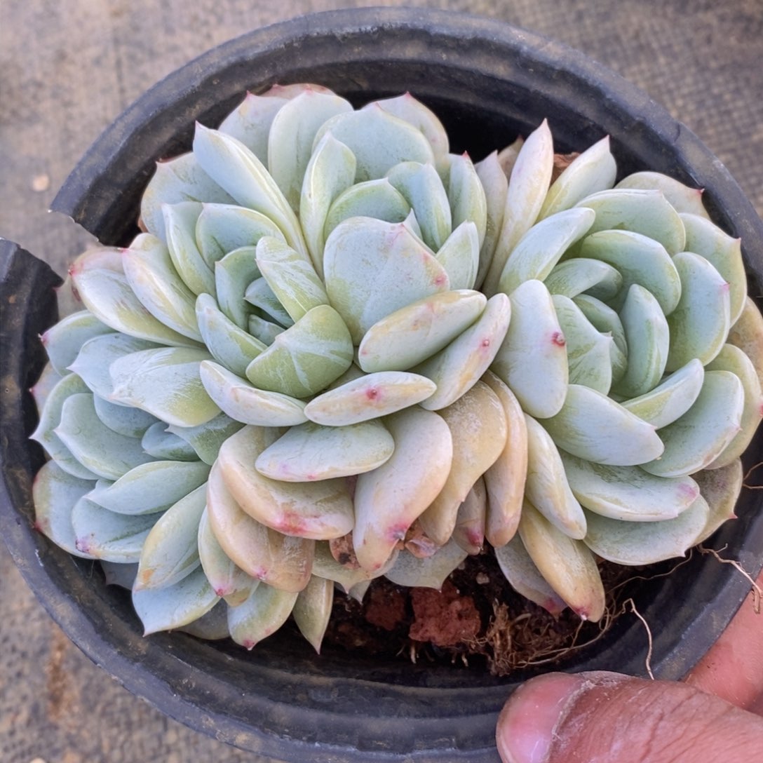 可问主播品种，下滑链接更多品种选择多肉