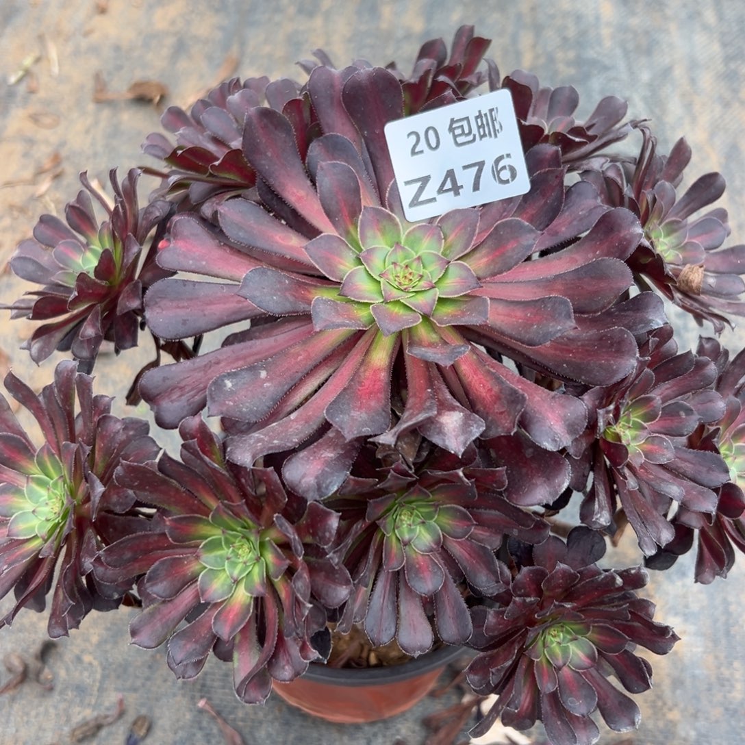 476月亮石，满20包邮嘟叮熊