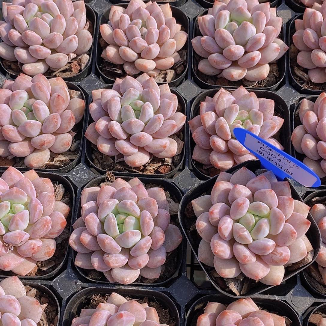 0804-7-黑方半夏单头福利一颗量拍