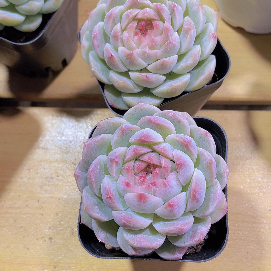 736号 优选糖心钻石白桃汽水单头一个