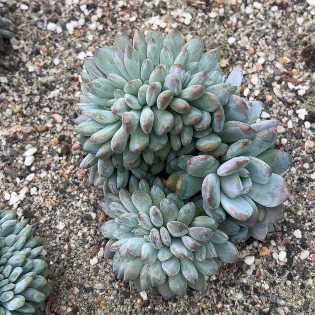 17号多肉多肉多肉多肉多肉