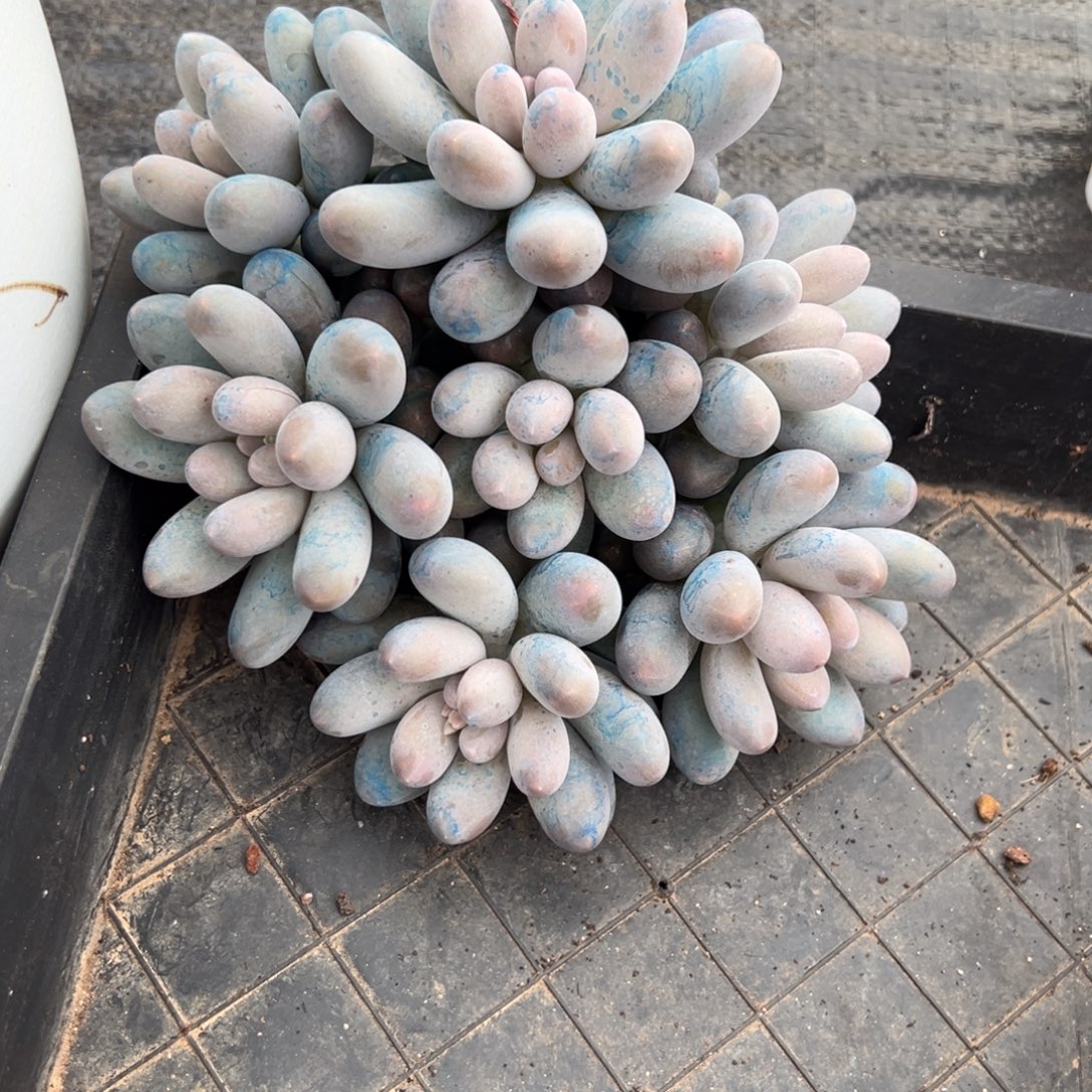 Y***a汤圆多肉一物一拍
