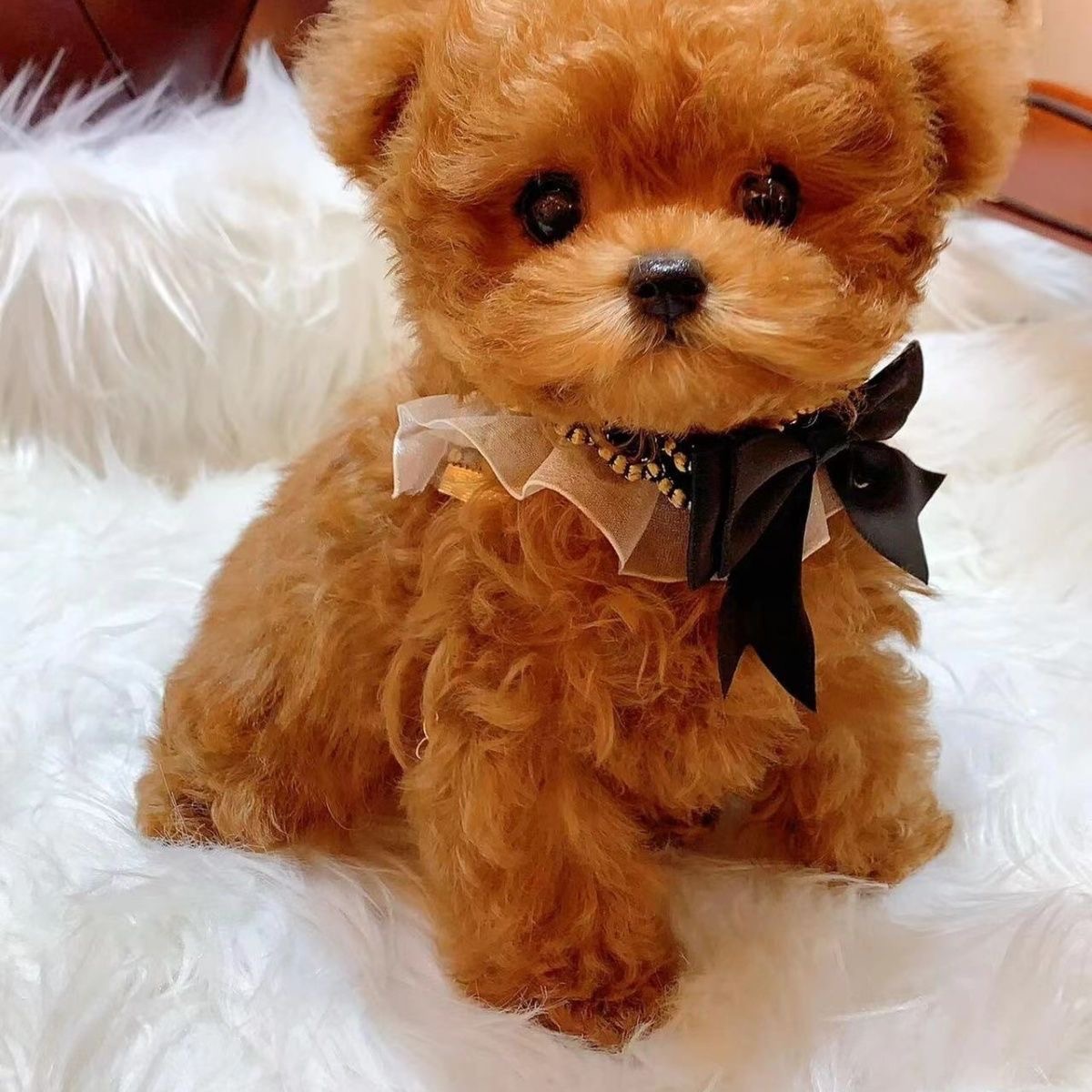 【胖姐家】活体狗狗链接（一物一拍）