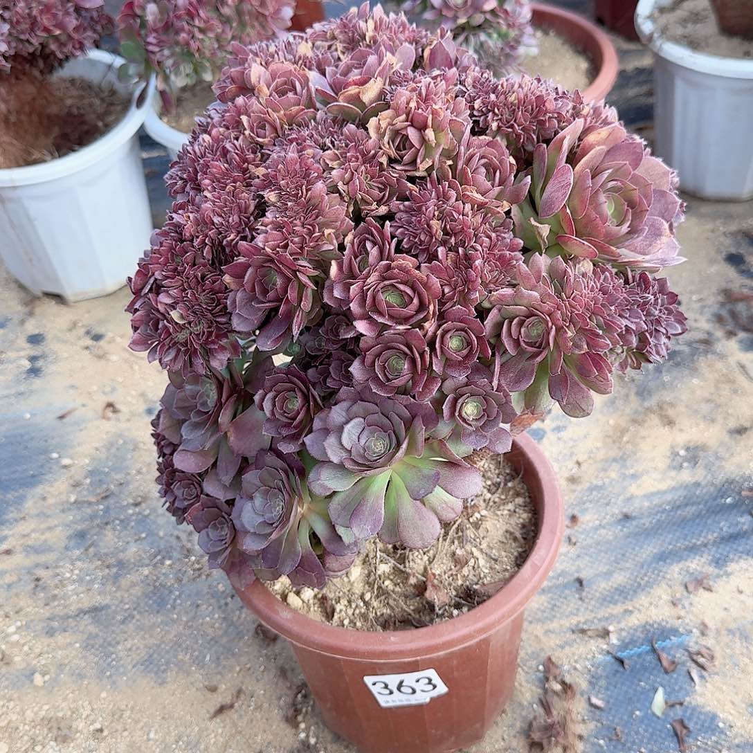 363万朵朵一颗呀呀