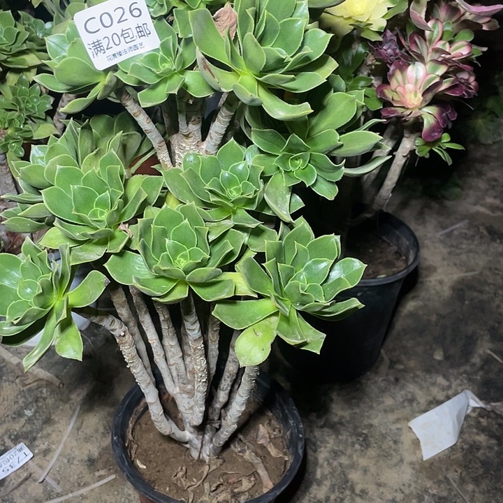 杨***活026香附玫瑰多肉法师