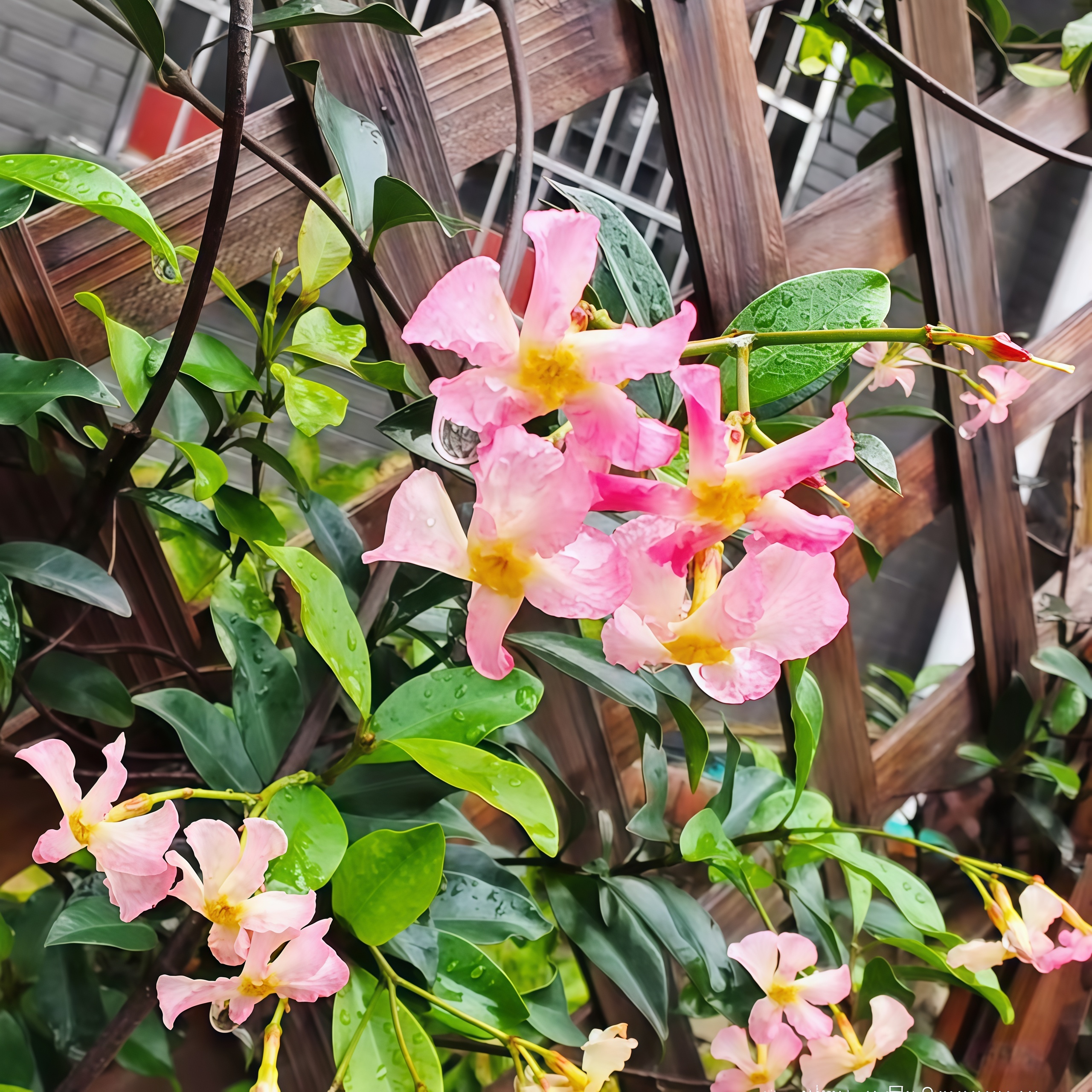 【粉色风车茉莉】爬藤室外耐热寒植物法国香水阳台庭院花卉四季开花