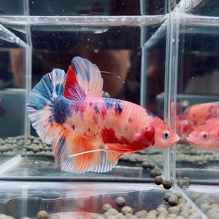 斗鱼黑343号巨斗将军