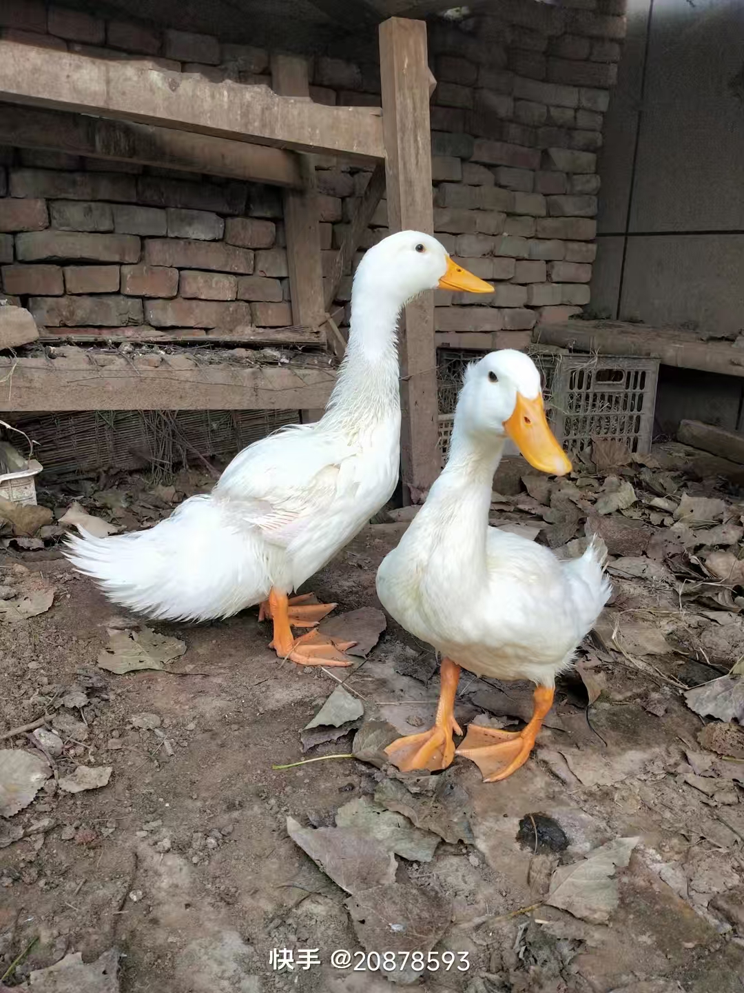 【大白鸭】农家散养鸭子