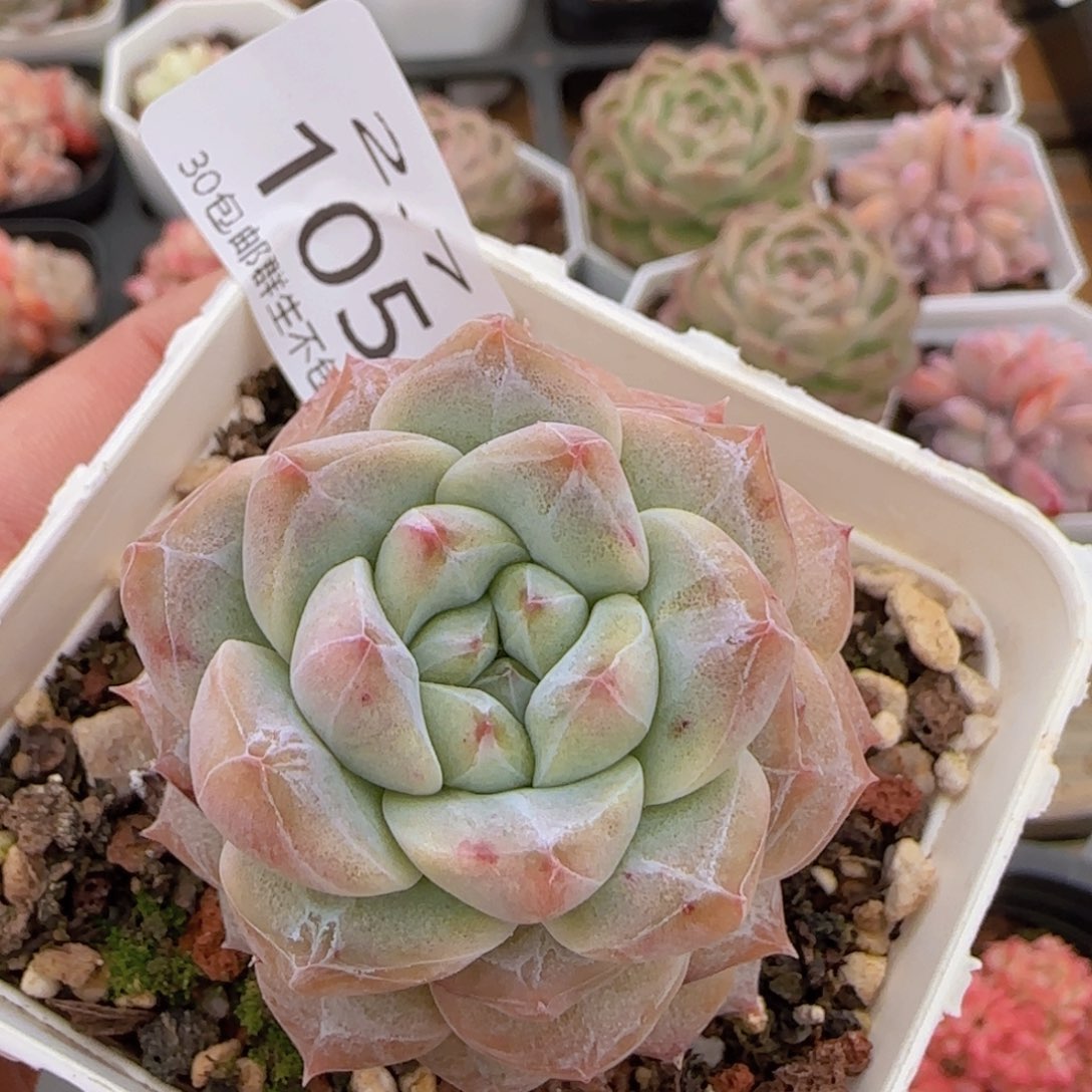 粉钻一颗脱土发货