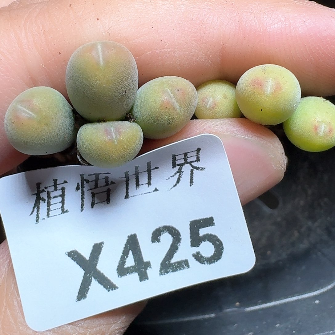 425盒多肉植物哇c v