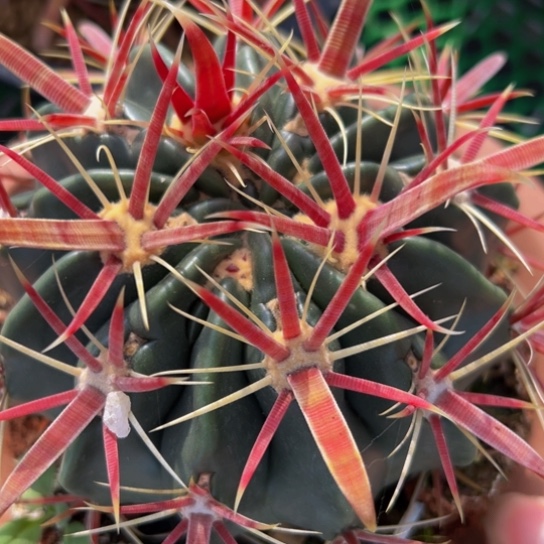 墨西哥丸叶日出（精品福利）