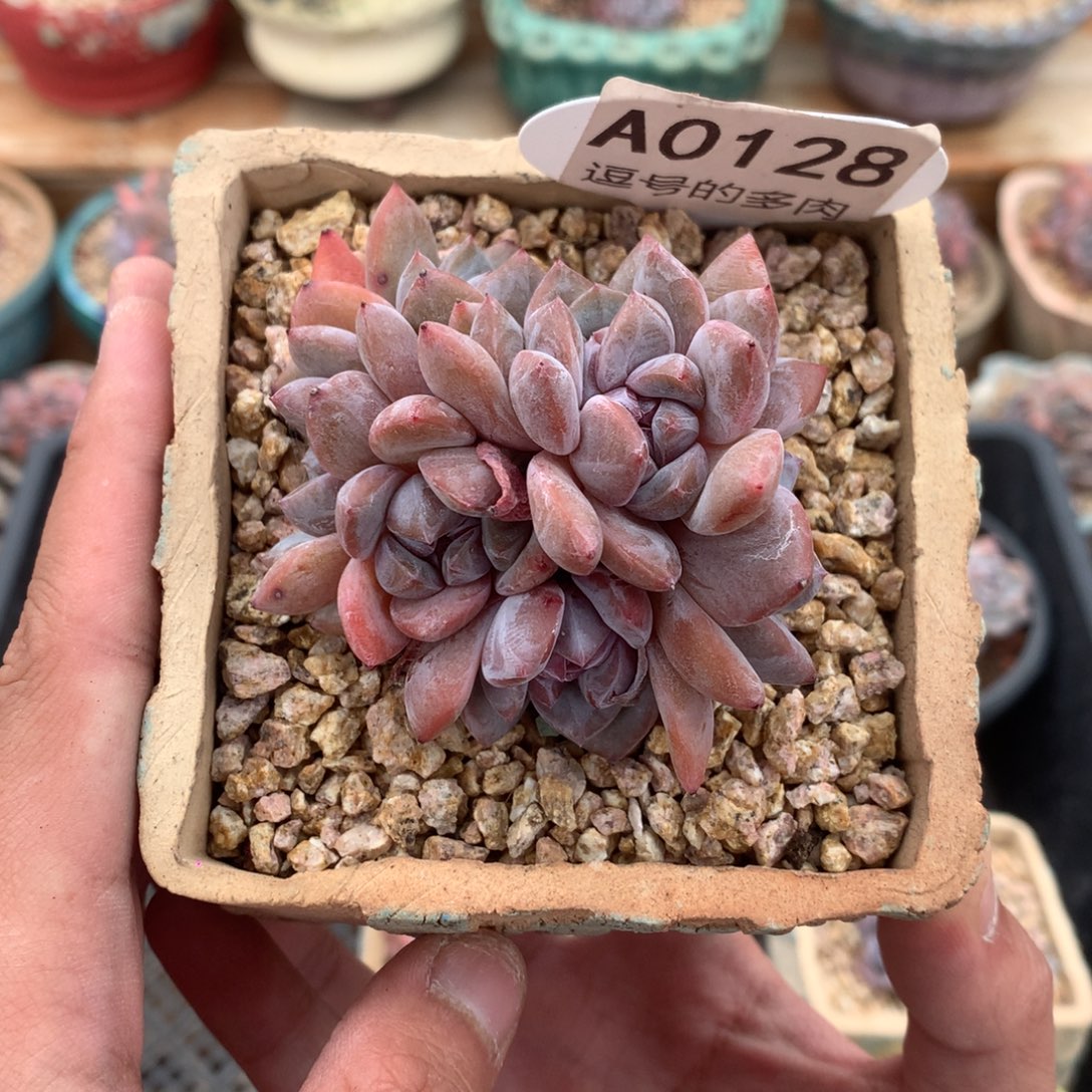 A0128 小脸群星影群 有砍 7cm