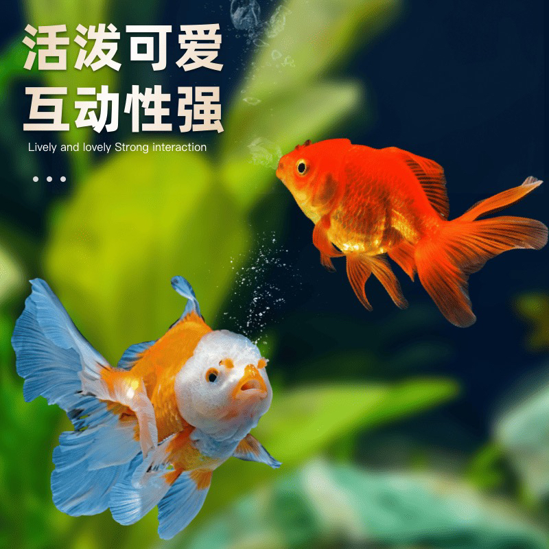 【国粹金鱼】8条6-8厘米丹顶红狮黑红龙睛中大鱼冷水淡水观赏鱼包邮