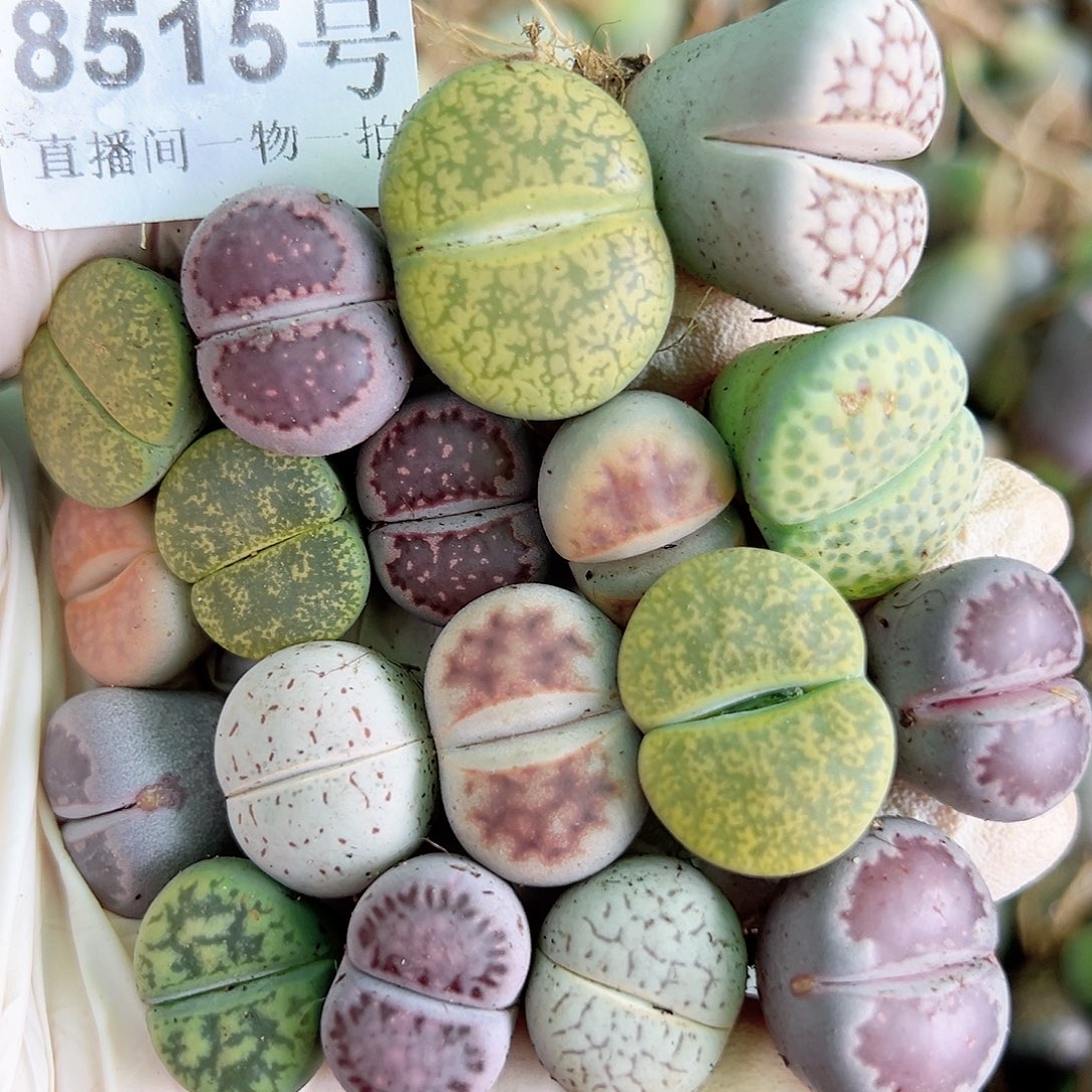 8515 好养易活生石花大母本18个