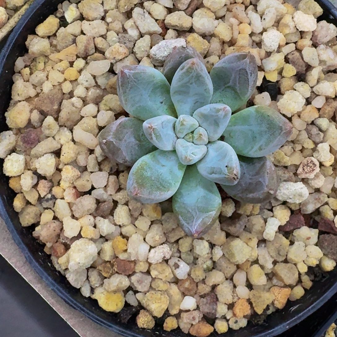 杜里万 优先 一物一拍