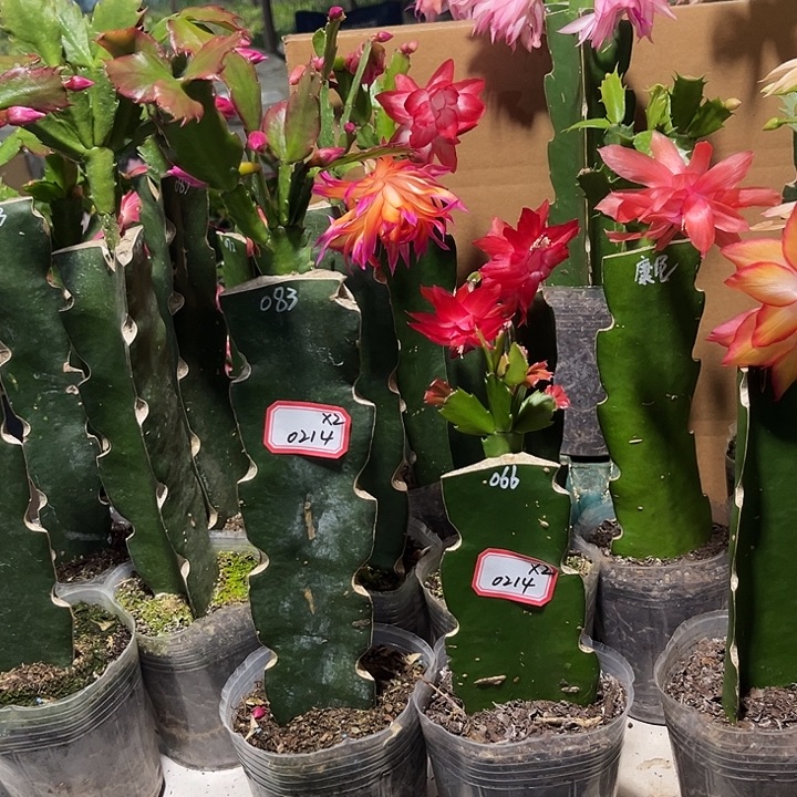 云***锦当前无花朵，栽培后可花朵083+066