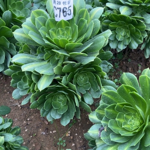 765琉璃翡翠不包断枝