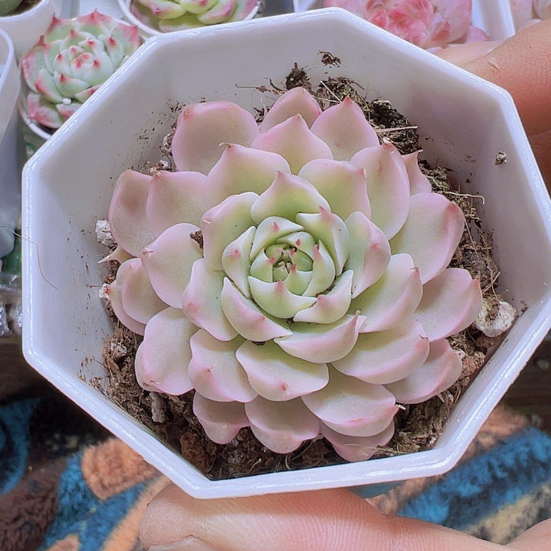 玛格丽特锦19包邮