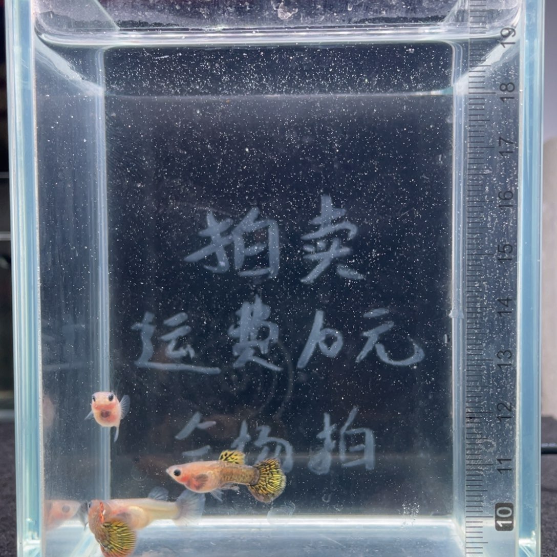 孔雀鱼越系黄老虎玻璃猫两对