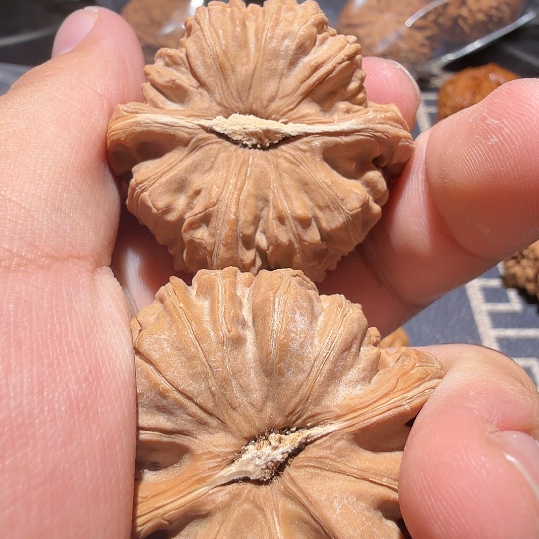 文玩核桃把件白狮子