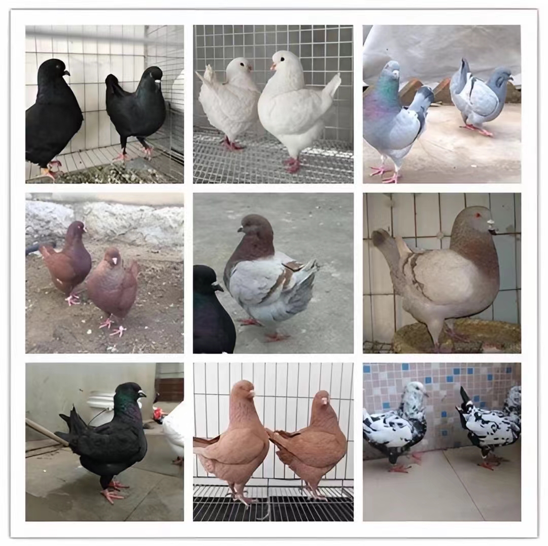 肉鸽鲜活现杀可食用下单以直播间实物为准