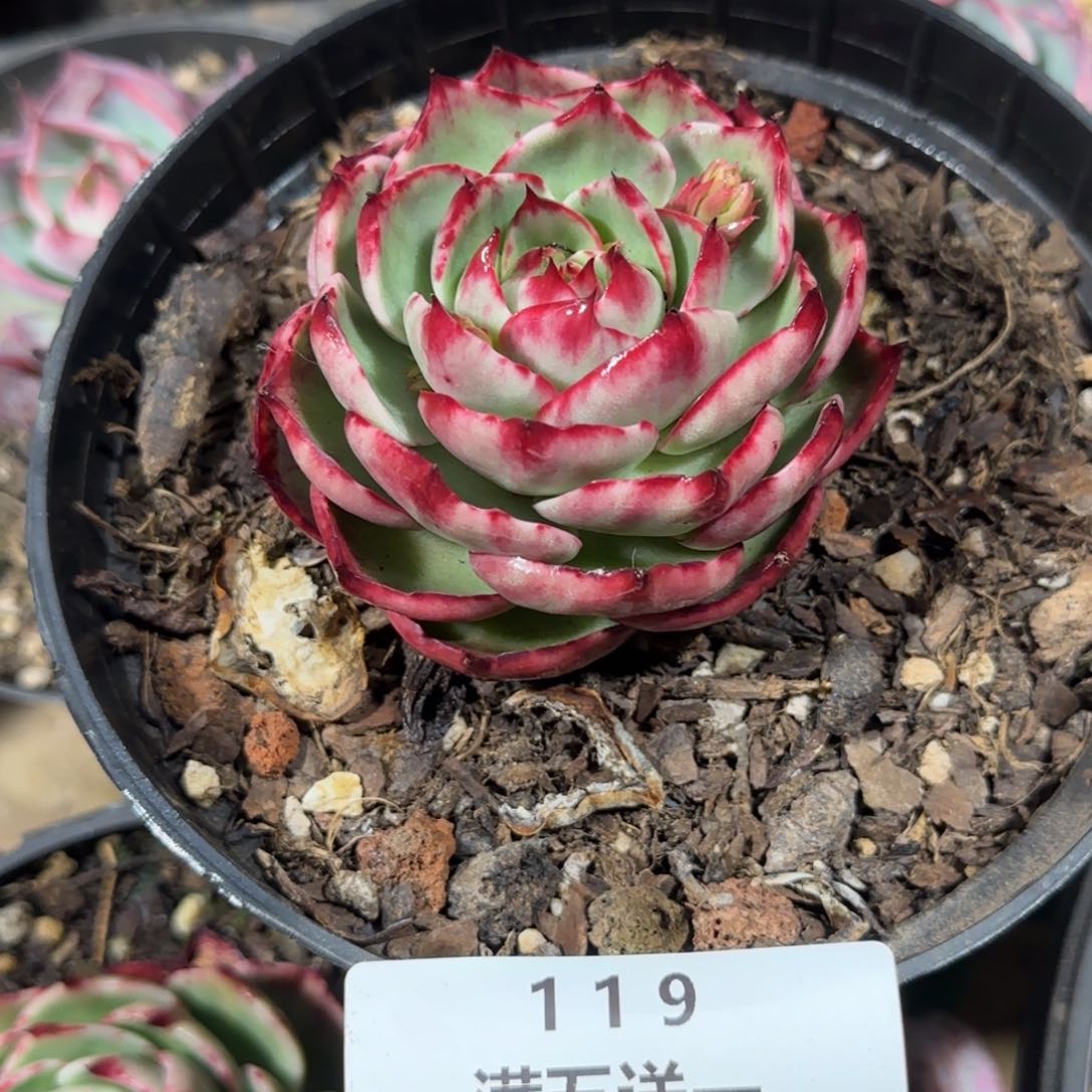 ?**?云南精品冬梅多肉119