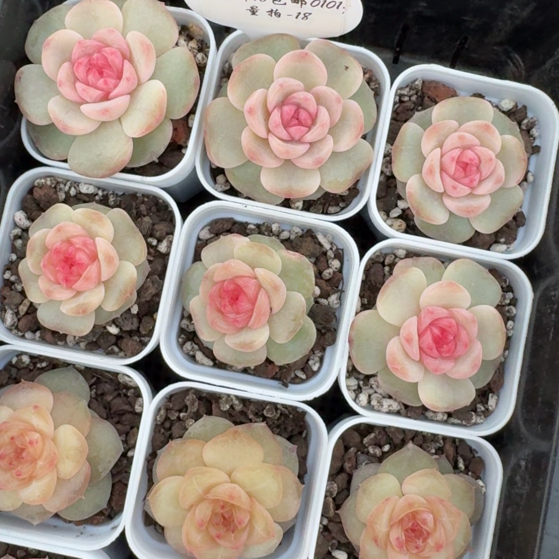 0101-018-1008一颗量拍