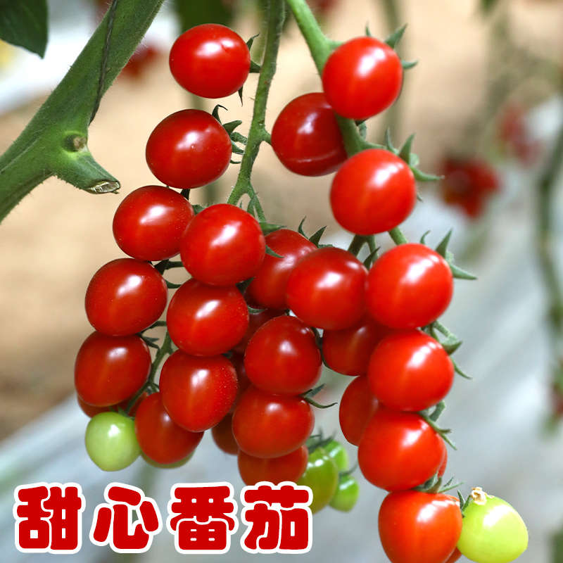 甜心8号番茄苗3棵