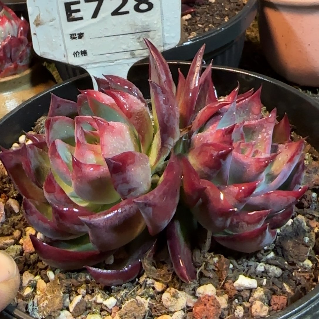 黑红惊鸿一物一拍包装收缩花旱728