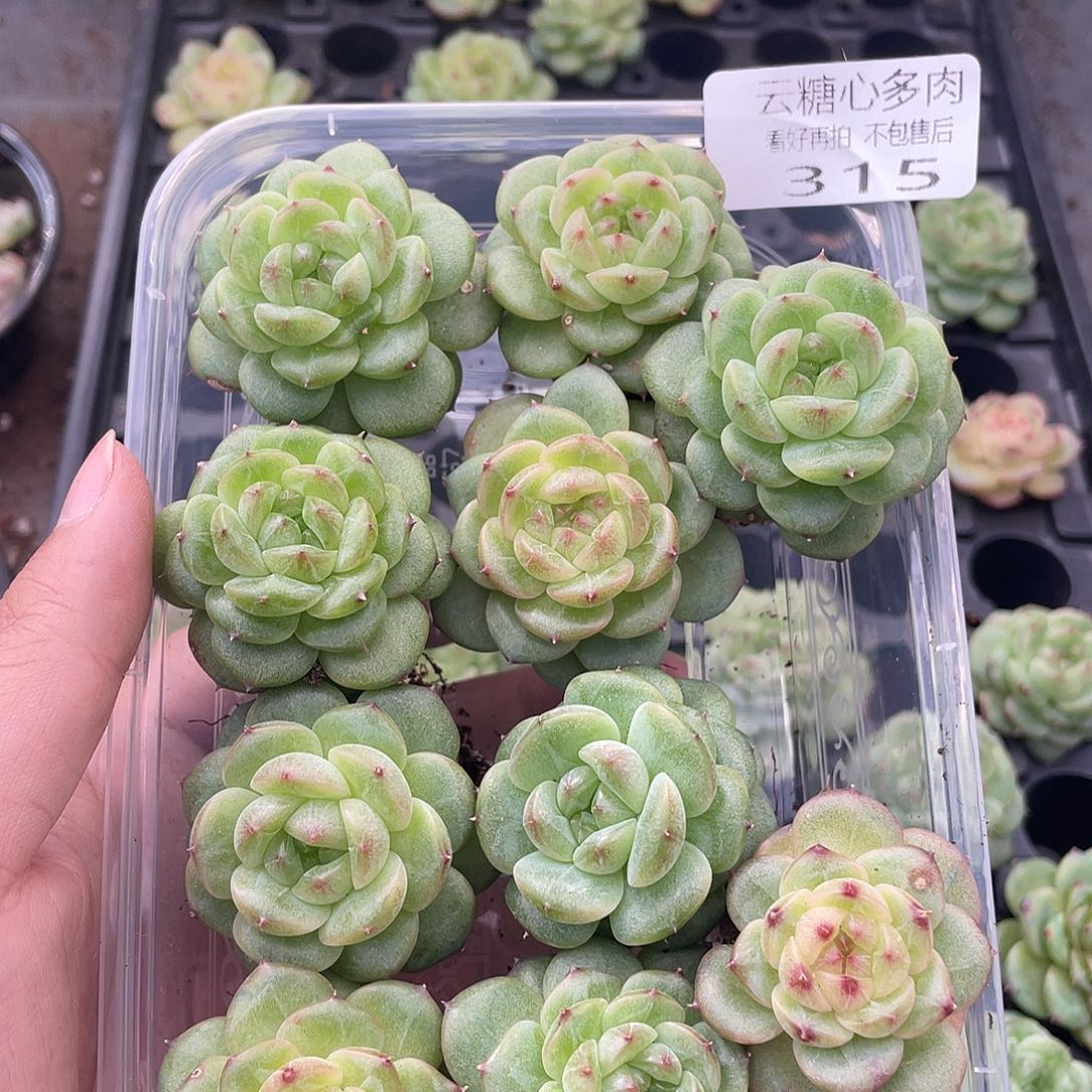 一****?云糖心多肉植物315