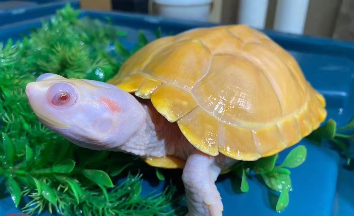 变异龟乌龟活体宠物龟巴西龟活龟深水观赏龟活体宠物乌龟