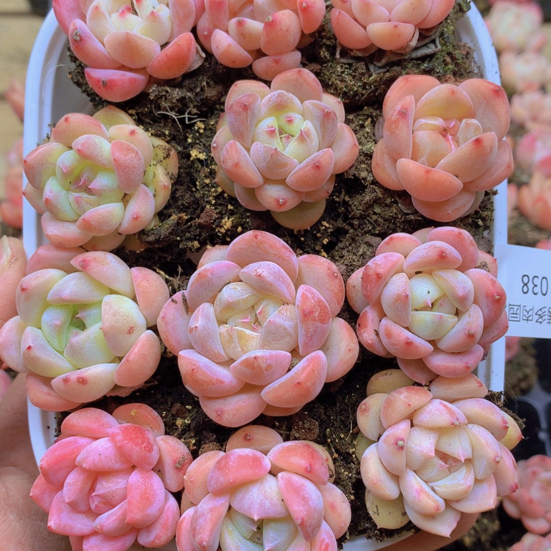 我要去看你了啊我的小038