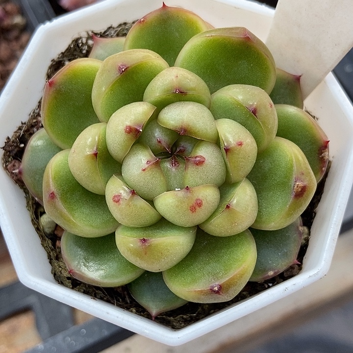 多肉植物莱拉珍妮918多肉