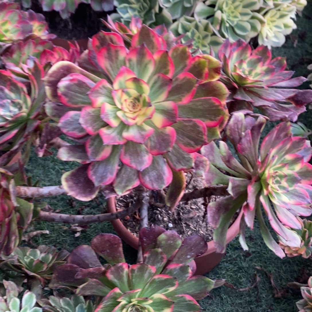 不开花植物烟花多肉1颗多肉多肉