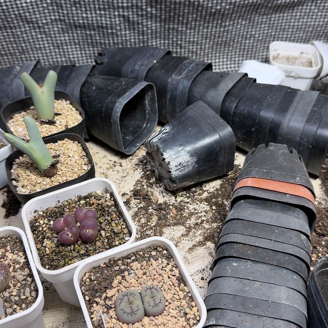 多肉植物多肉植物