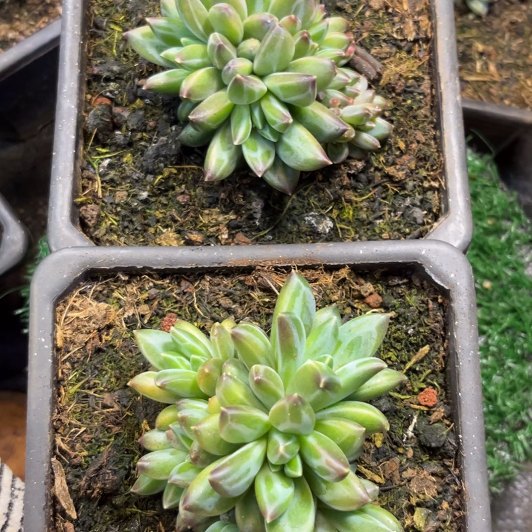 袁*美人多肉植物两颗022