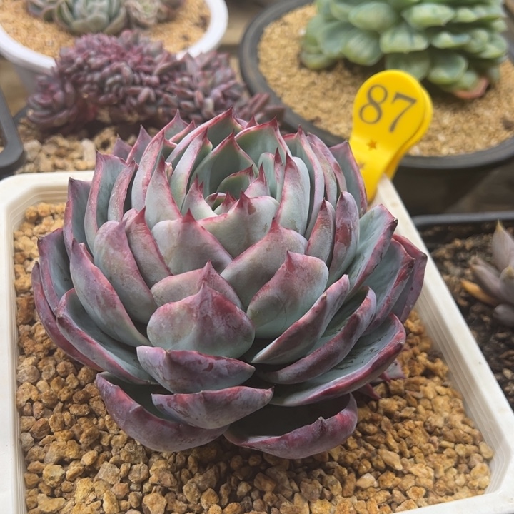 87惊鸿仙子 夏鸣园艺