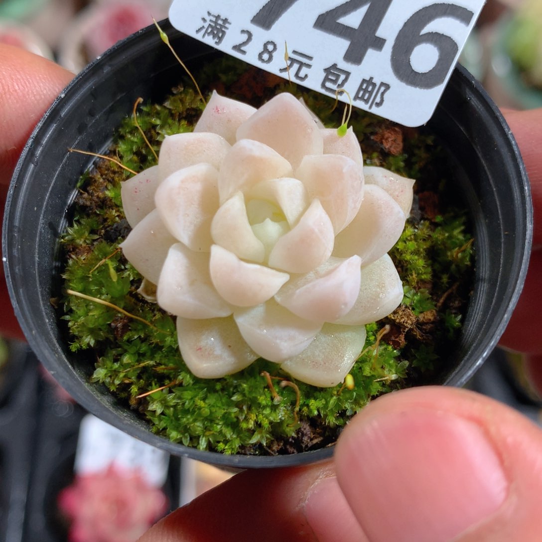 5CM拇指盆精控多肉YZ746