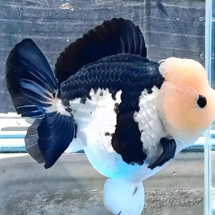 玛丽百褶泰狮兰寿金鱼活体冷水观赏鱼渔场发货（以直播间挑选为准）