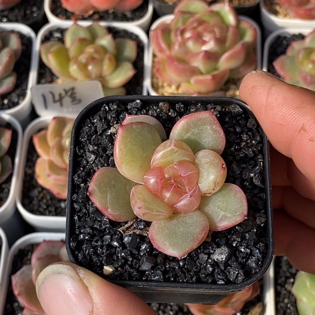 天官赐福百无禁忌