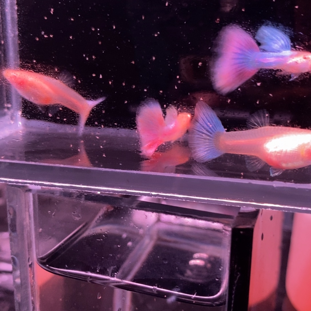 孔雀鱼彩虹天使两对