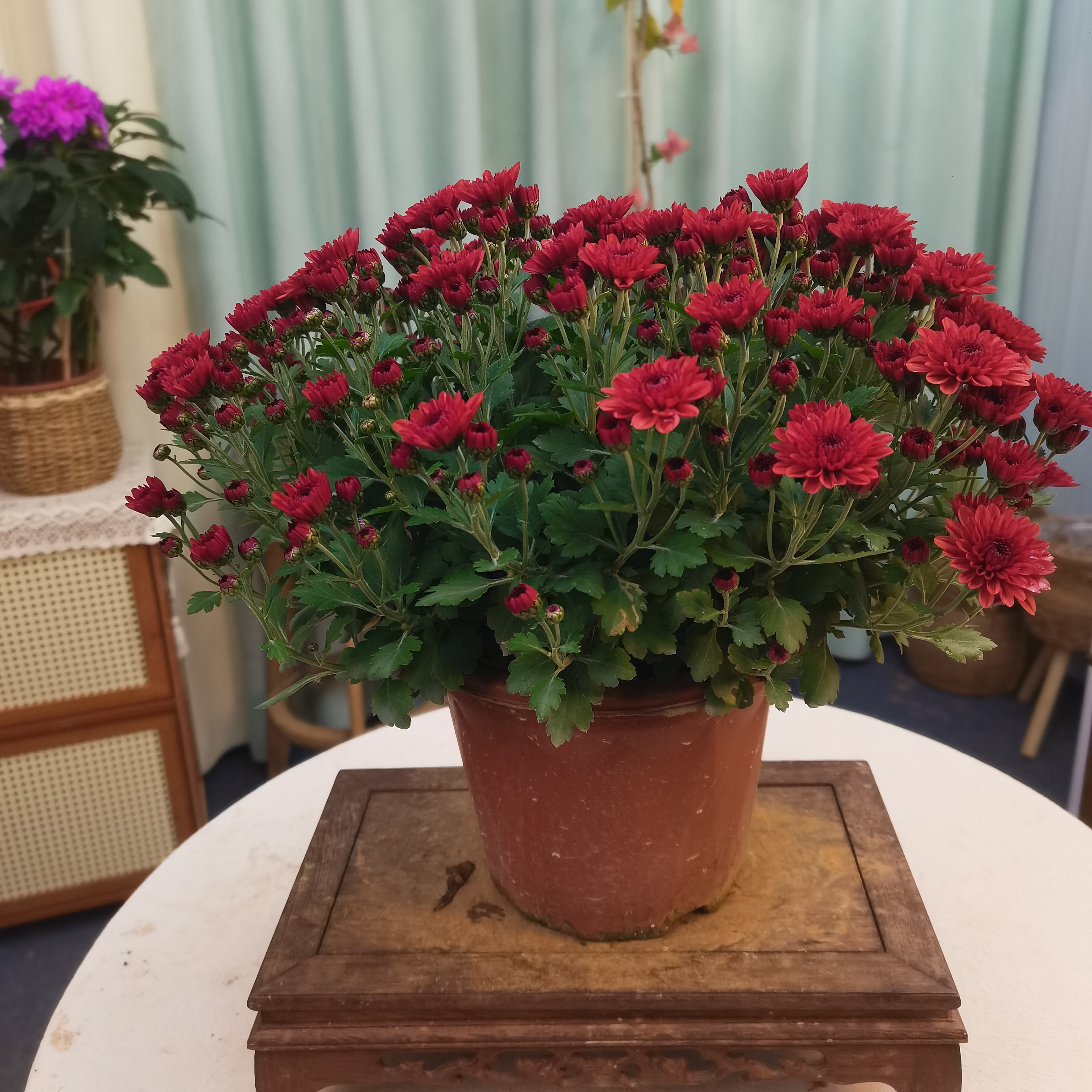 【球菊酒红】带花苞多年生盆栽原盆原土室内室外阳台庭院四级开花