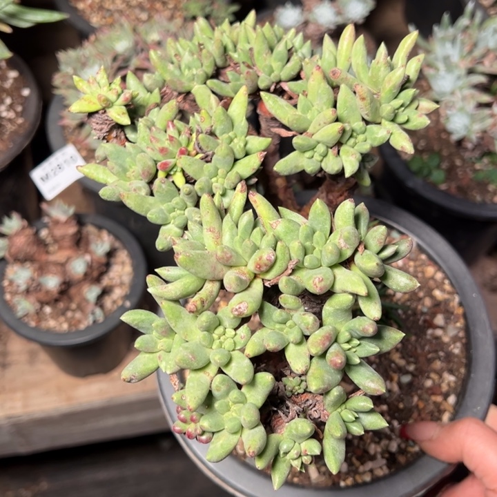 812哈哈哈哈哈哈哈哈哈